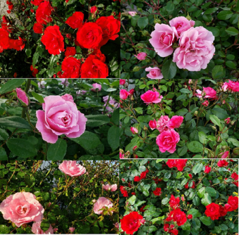 Roses.png